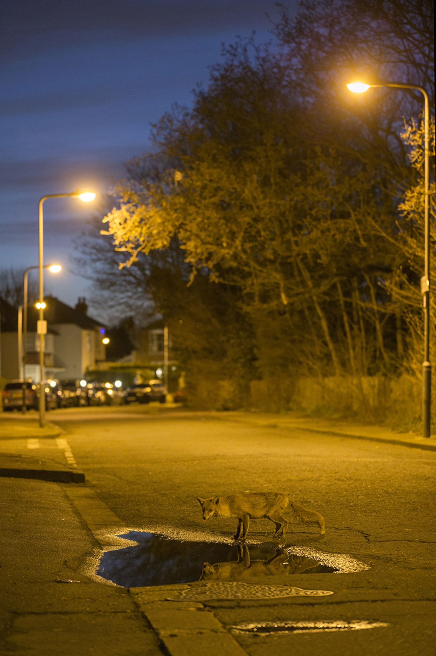 Fuchs bei Nacht