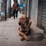 Straßenhund in Peru