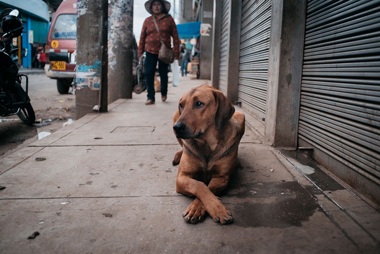 Straßenhund in Peru