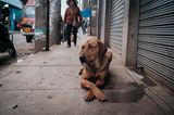 Straßenhund in Peru