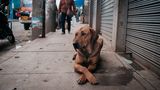 Straßenhund in Peru