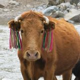 Kuh mit farbenfrohen Markierungen in Peru