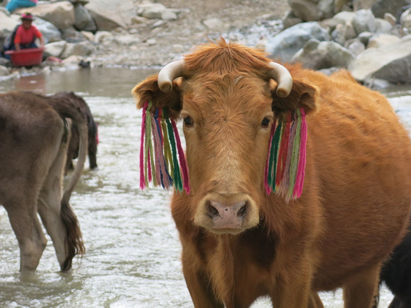 Tierische Begegnung Kuh mit farbenfrohen Markierungen in Peru