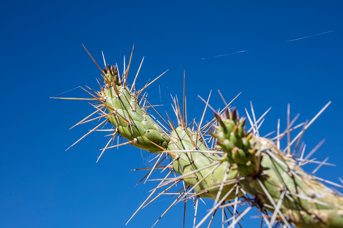 Vegetation am Wegesrand Kaktus in Peru