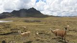 Alpacas in der Wüste