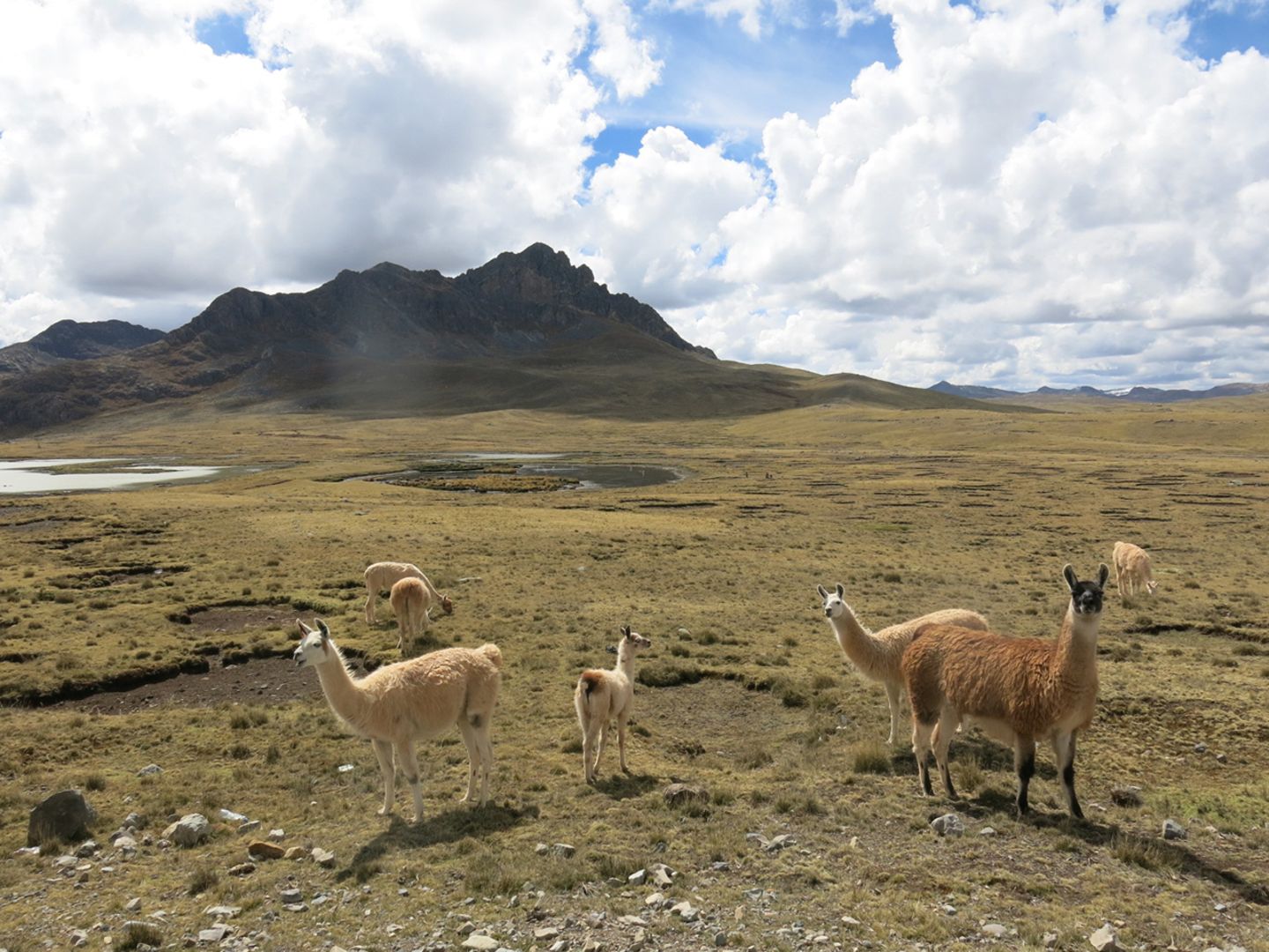 Wildwechsel in Peru Alpacas in der Wüste