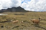 Alpacas in der Wüste