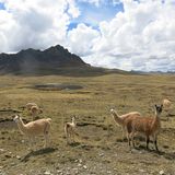 Alpacas in der Wüste