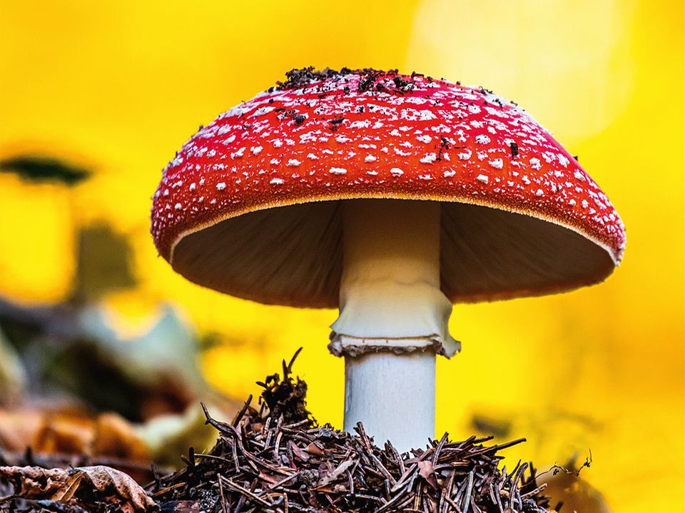 Warum Heißt Der Fliegenpilz Fliegenpilz Wie kommen die Punkte auf den Fliegenpilz? - [GEOLINO]