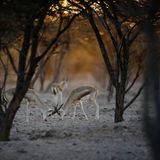 Gazelle, Sir Bani Yas Island