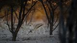 Gazelle, Sir Bani Yas Island