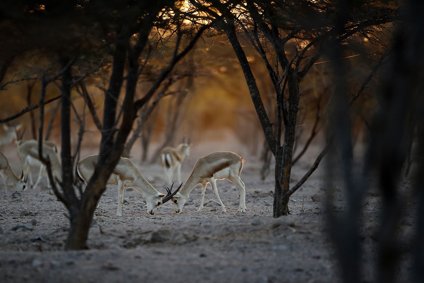 Gazelle, Sir Bani Yas Island