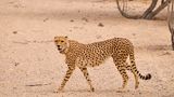 Gepard, Insel Sir Bani Yas