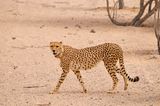 Gepard, Insel Sir Bani Yas