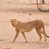 Gepard, Insel Sir Bani Yas