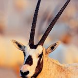 Oryx-Antilope