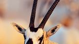 Oryx-Antilope