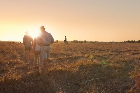 Südafrika, Safari