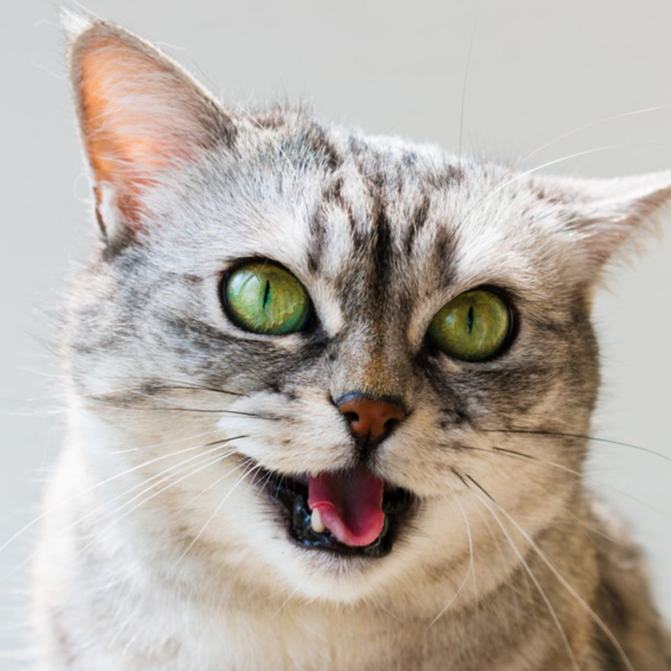 Katze