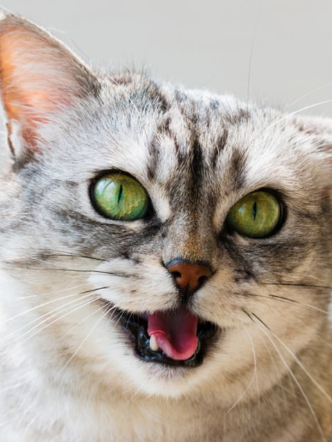 Katze
