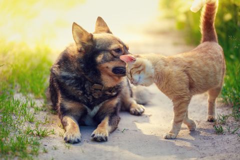 Hund und Katze