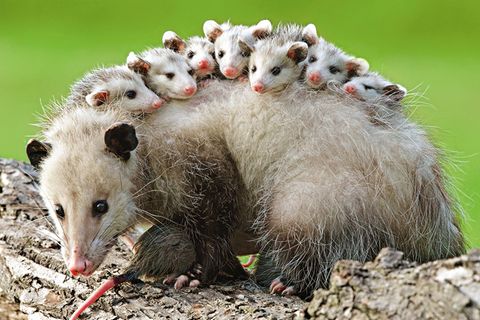 Opossums