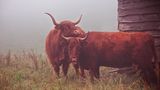 Highland Rinder