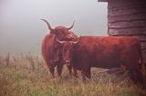Highland Rinder