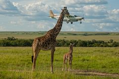 Giraffe