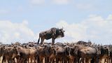 Gnu