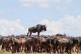 Gnu