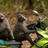 Affen auf einem Roller