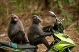 Affen auf einem Roller