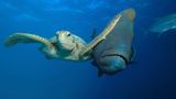 Unterwasser-Schildkröte