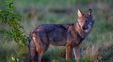 Wilder Wolf in Deutschland