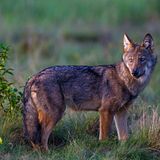 Wilder Wolf in Deutschland