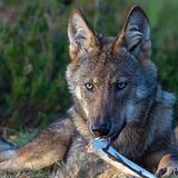 Wilder Wolf in Deutschland