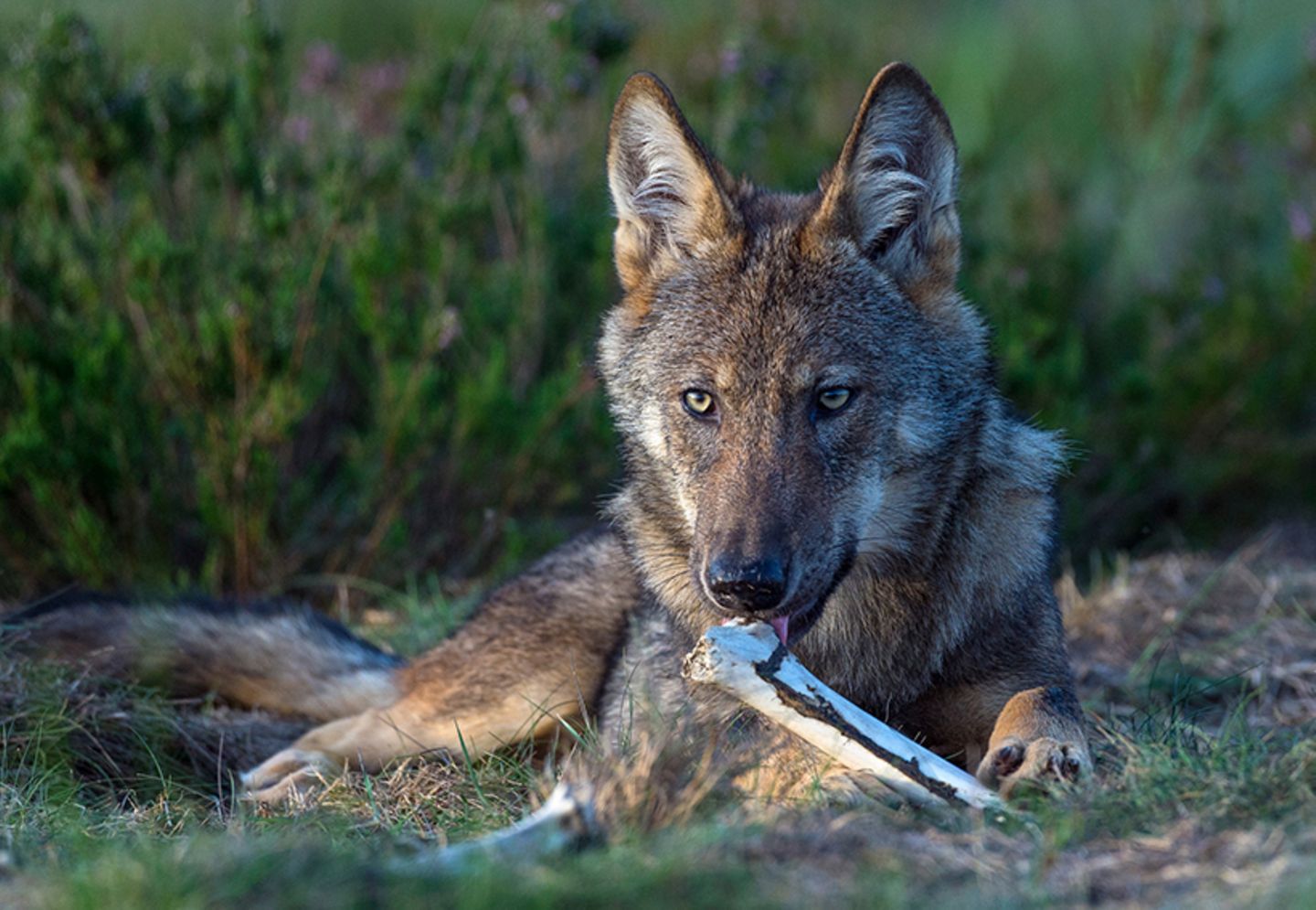 Wilder Wolf in Deutschland