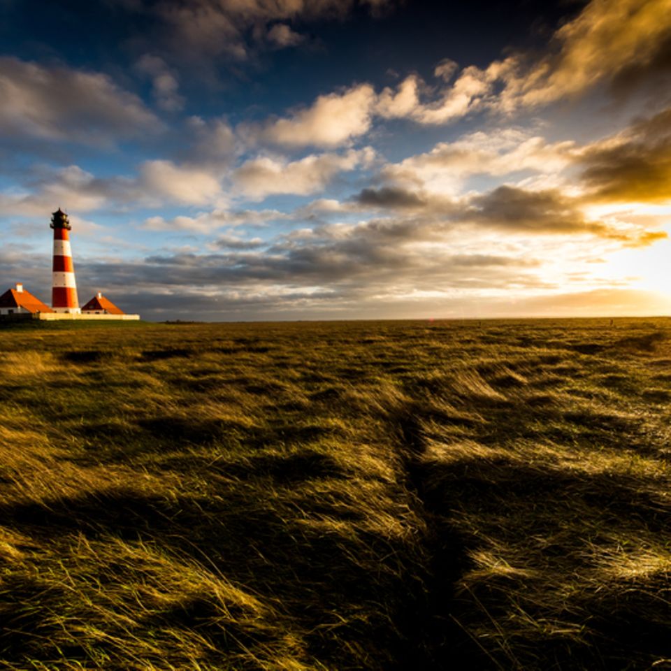 Salzwiesen und Westerhever Leuchtturm