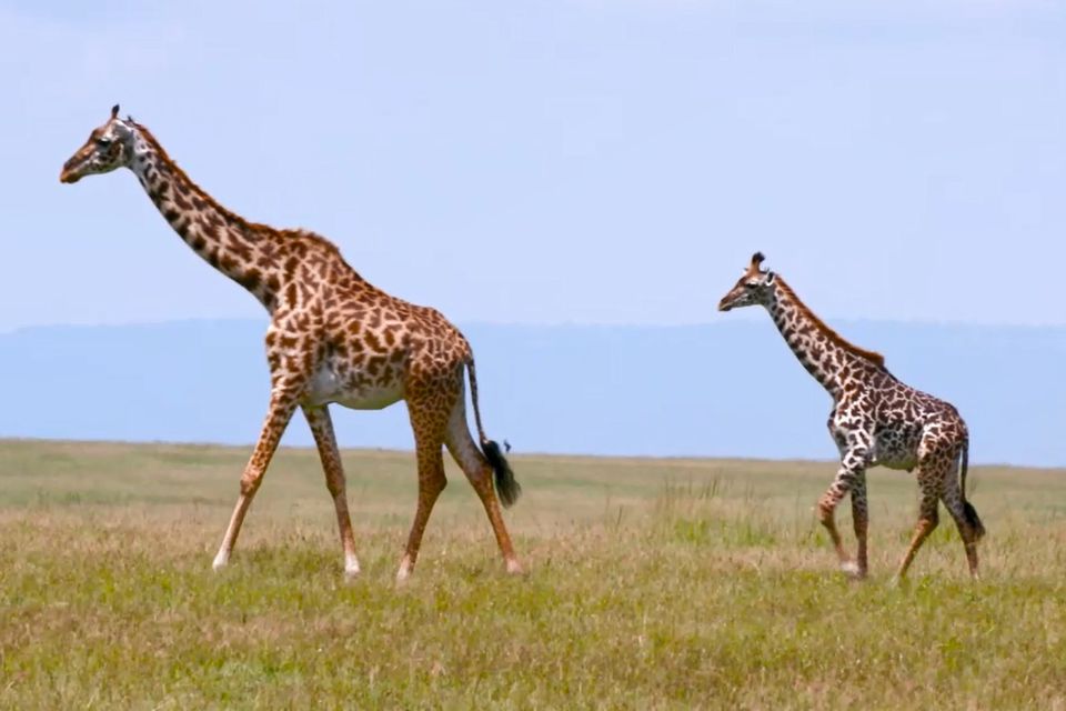 Zwei Giraffen in der Masai Mara