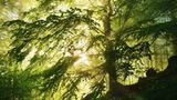 Waldwelten - Kilian Schönberger