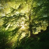 Waldwelten - Kilian Schönberger