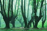 Waldwelten - Kilian Schönberger