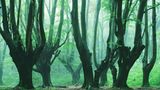 Waldwelten - Kilian Schönberger