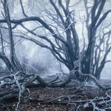 Waldwelten - Kilian Schönberger