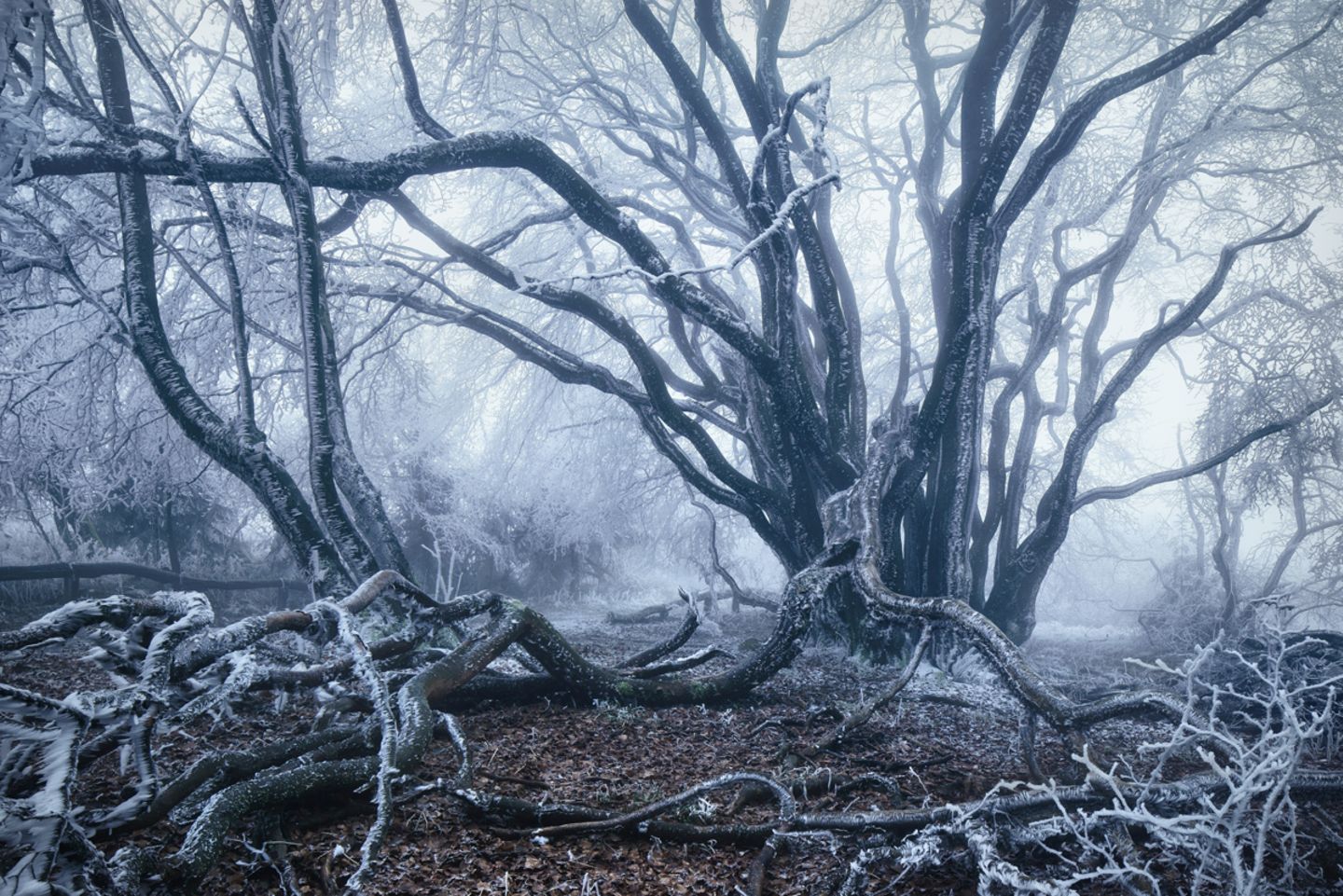 Waldwelten - Kilian Schönberger