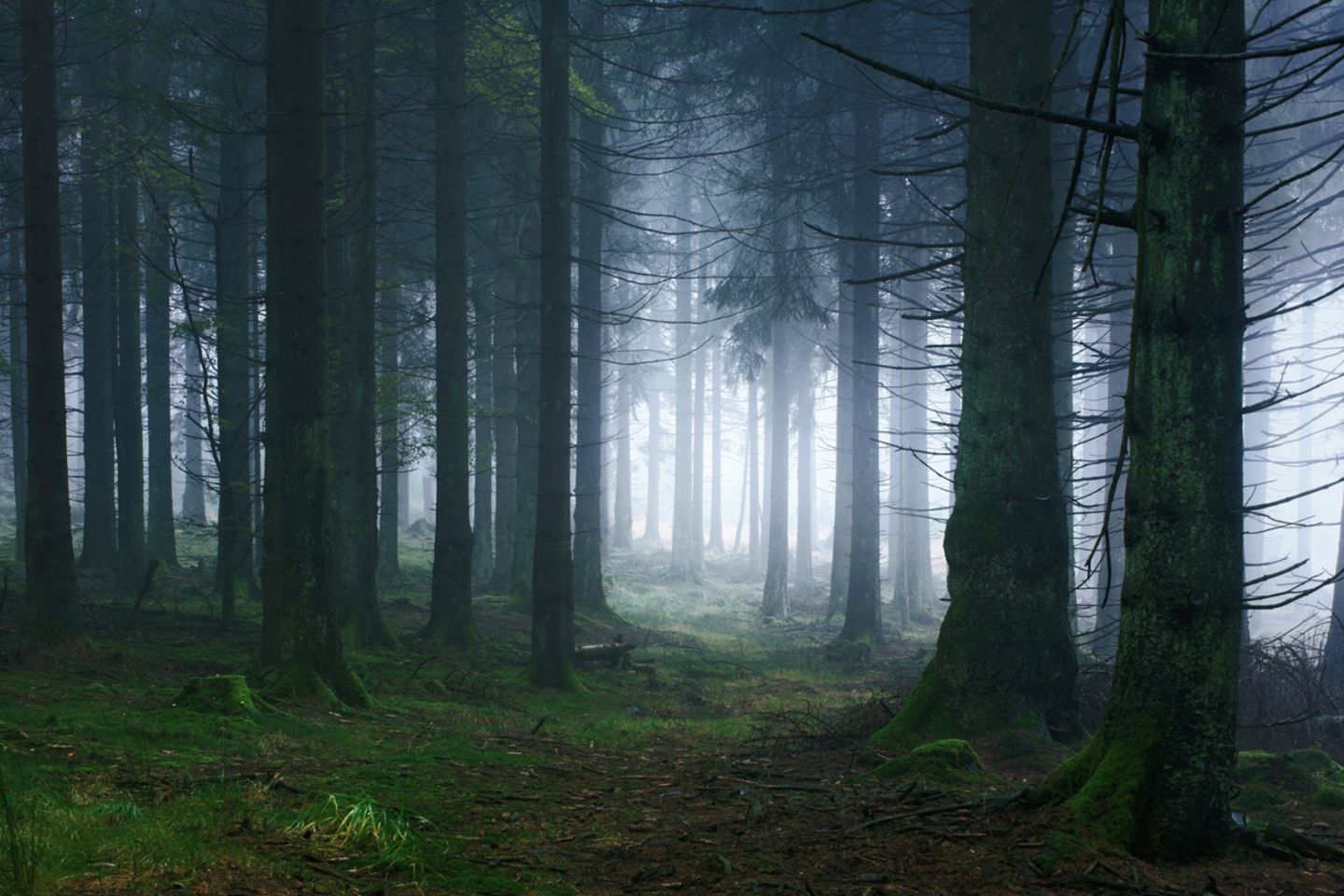 Waldwelten - Kilian Schönberger