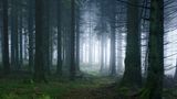 Waldwelten - Kilian Schönberger