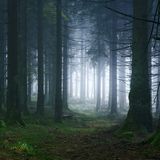 Waldwelten - Kilian Schönberger