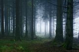 Waldwelten - Kilian Schönberger